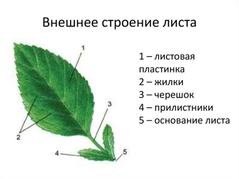 Листовая пластинка 2 – черешок 3 – жилка