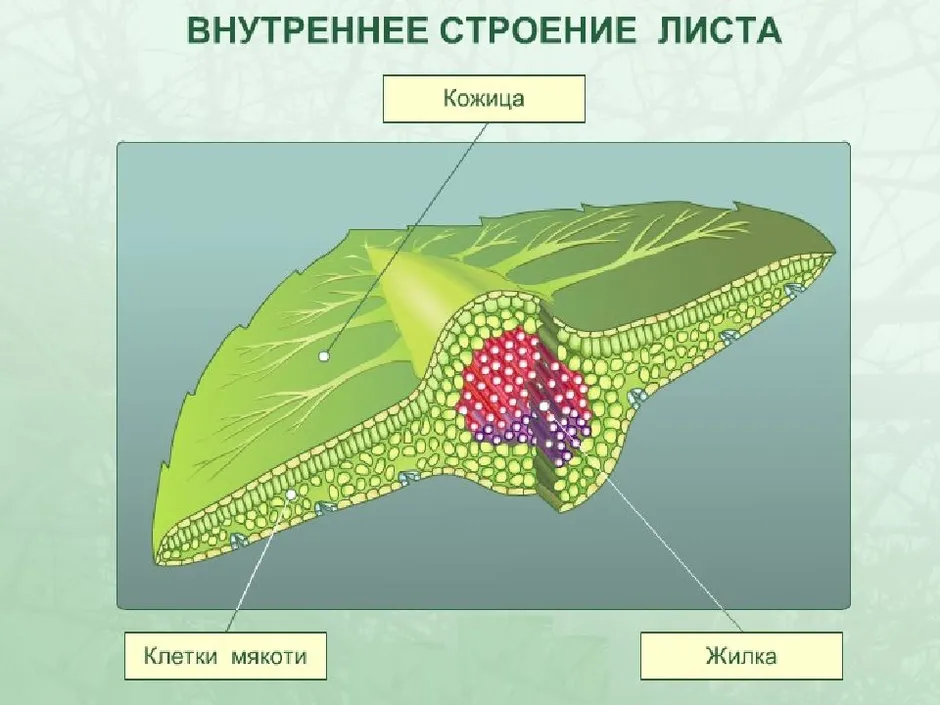Строение мякоти листа 6 класс