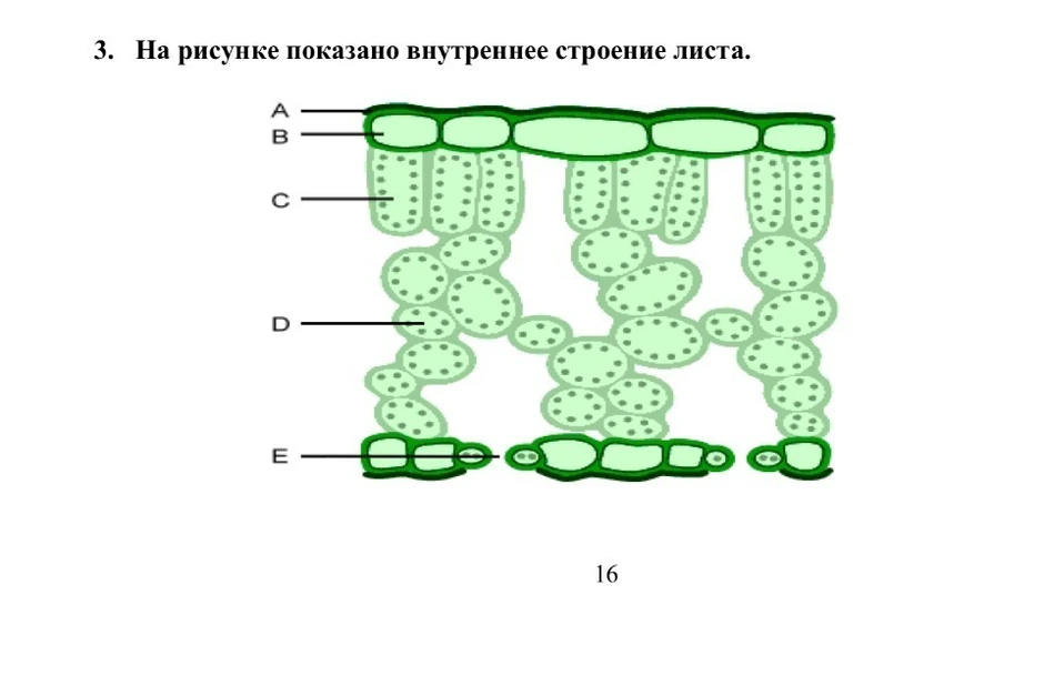 Строение мякоти листа