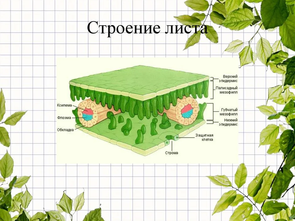 Схема внутреннего строения листа биология 6 класс