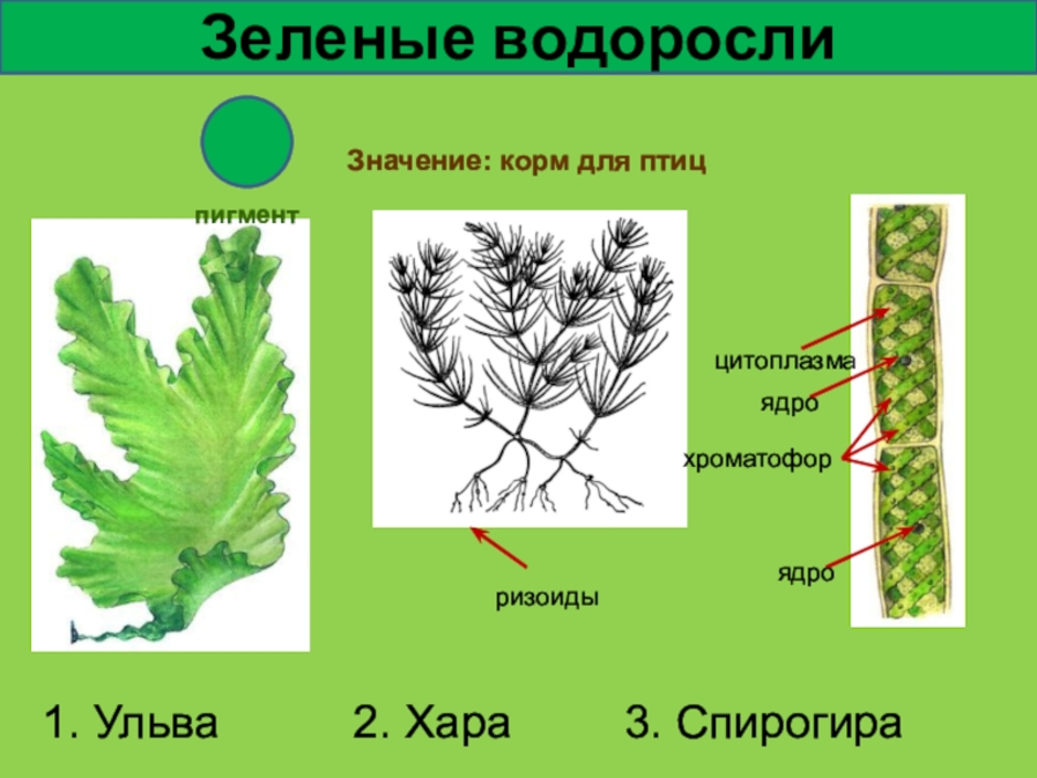 Водоросли рисунок биология