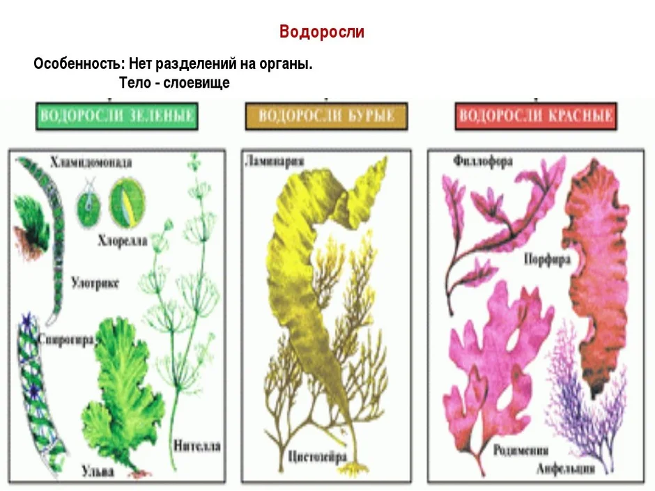 Какие признаки характерны отделу к которому относят растение изображенное на рисунке водоросли