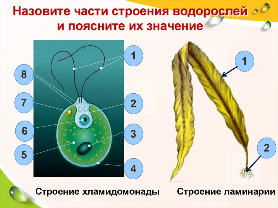 Рисунок водоросли по биологии 5 класс