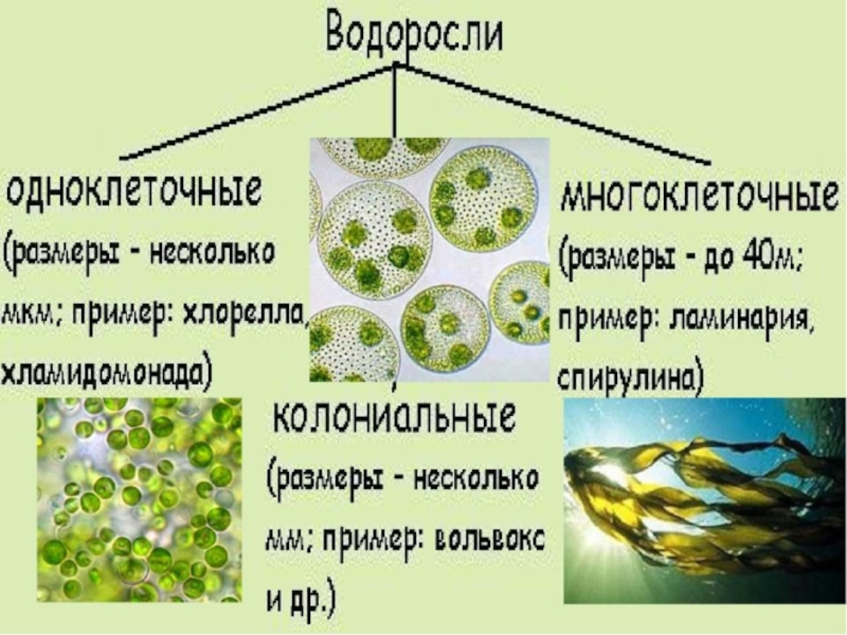 Одноклеточные водоросли рисунок