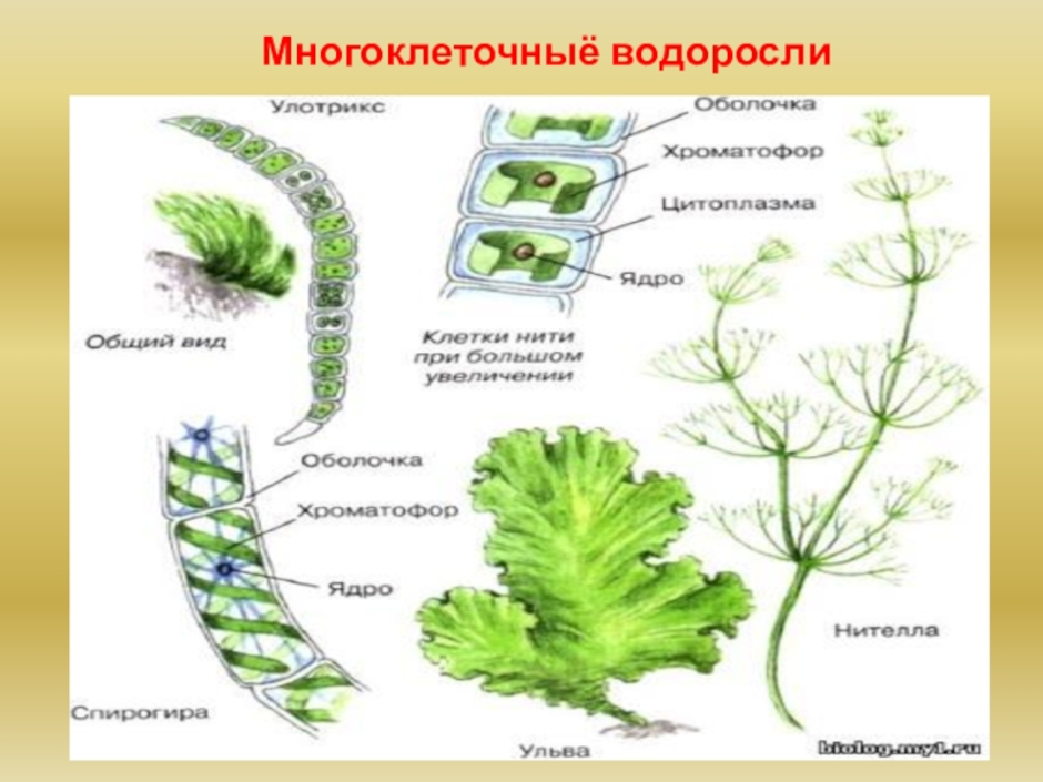 5 водорослей название. Строение многоклеточных зеленых водорослей 6 класс. Многоклеточные зеленые водоросли водоросли. Хара многоклеточная зеленая водоросль. Многоклеточные водоросли 5 класс биология.