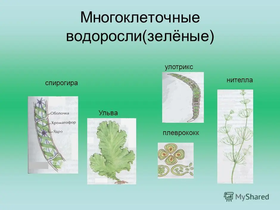 Рисунок водоросли по биологии 5 класс