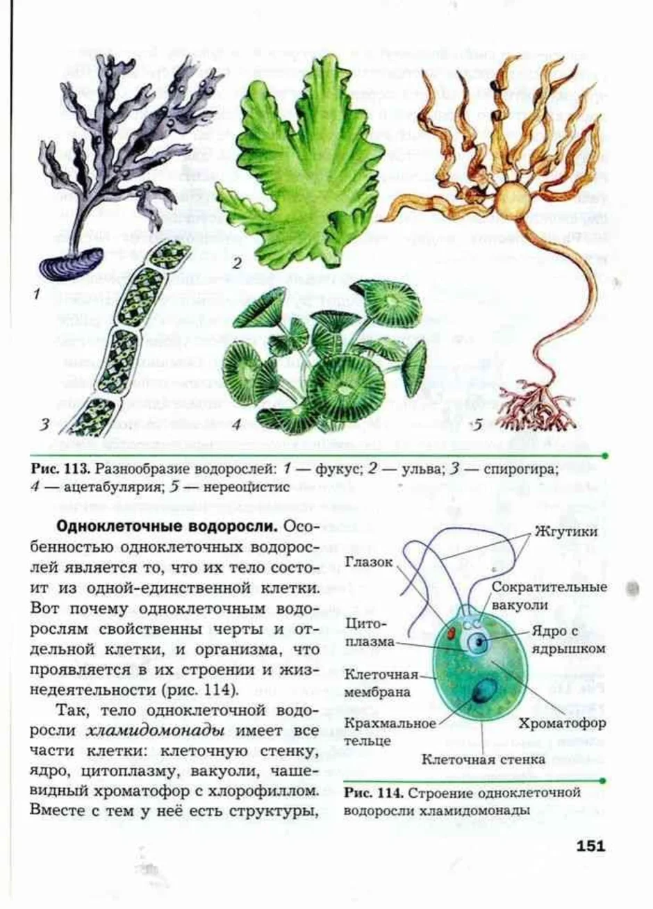 Выбери картинки на которых изображены водоросли