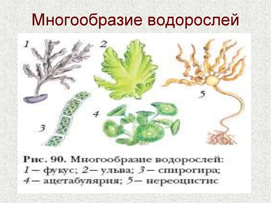 Водоросли рисунок биология