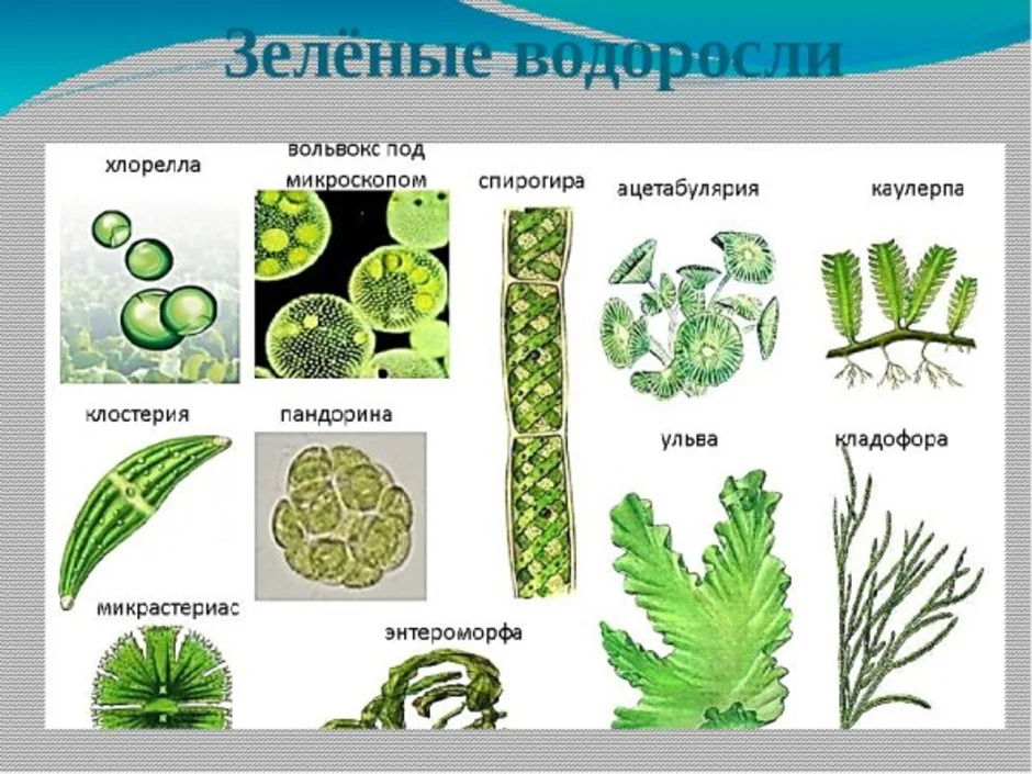 Зеленые водоросли презентация