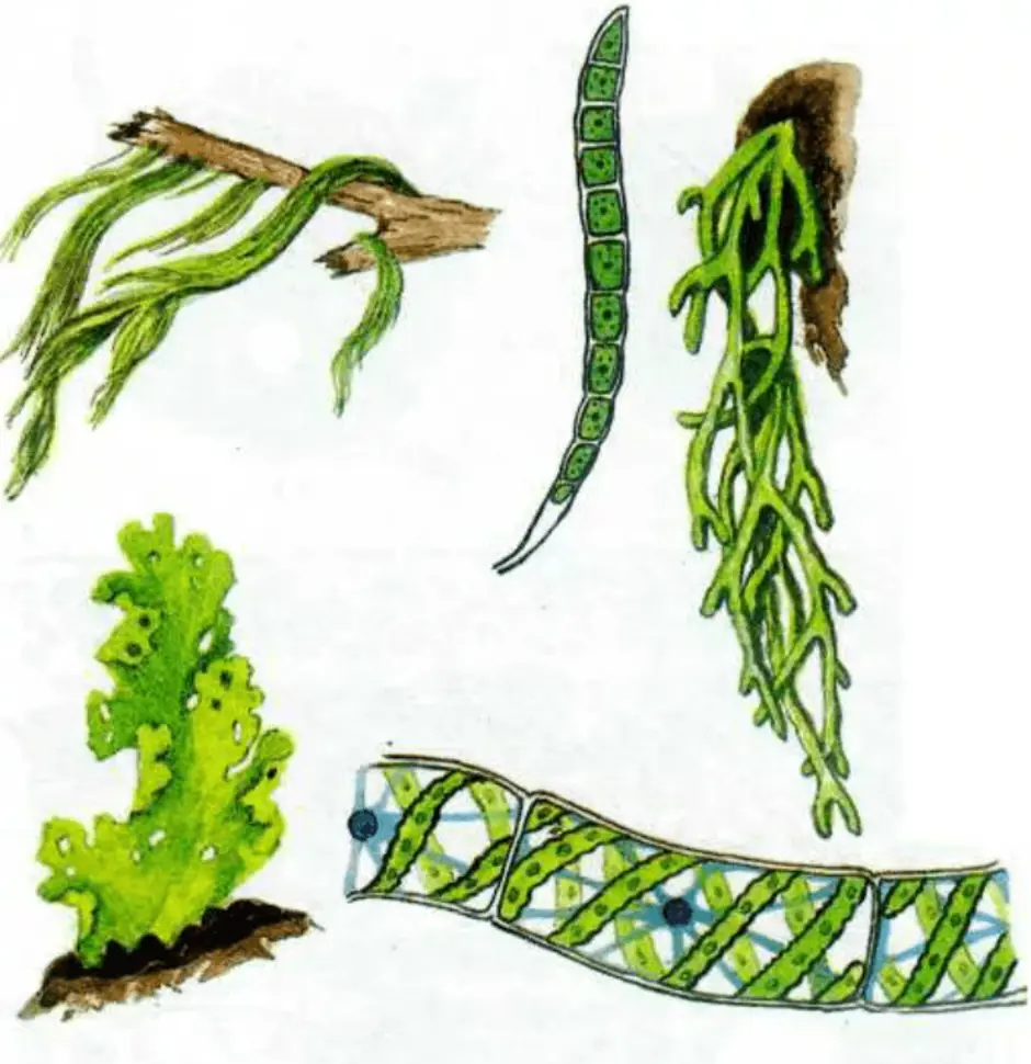 Органеллы водоросли. Зелёные многоклеточные водоросли представители. Ламинария и улотрикс. Улотрикс спирогира Ульва. Зеленые водоросли улотрикс рисунок.