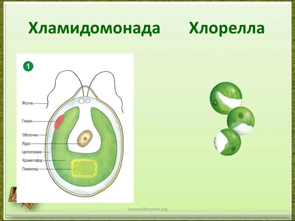 Одноклеточные водоросли рисунок