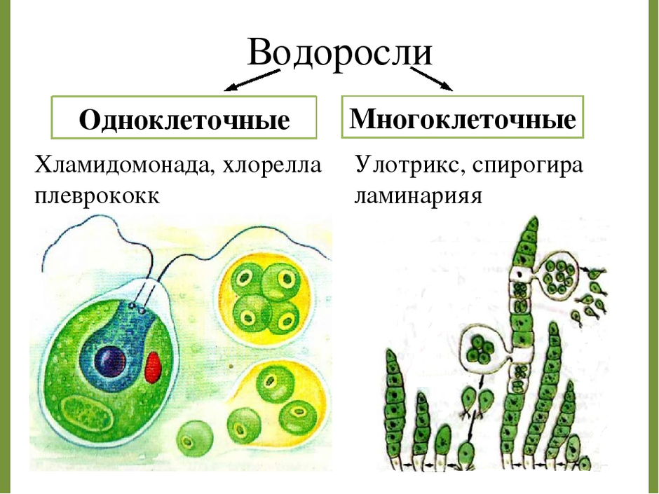 Зеленые водоросли презентация