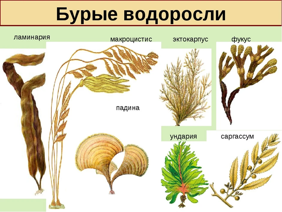 Рисунок водоросли по биологии 5 класс