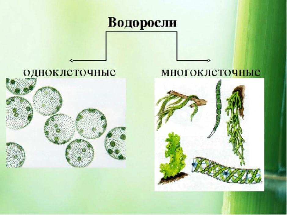 Многоклеточные водоросли. Водоросли одноклеточные и многоклеточные. Водоросли зеленые одноклеточные и многоклеточные водоросли. Зелёные водоросли одноклеточные или многоклеточные. Одноклеточные водоросли 5 класс биология.