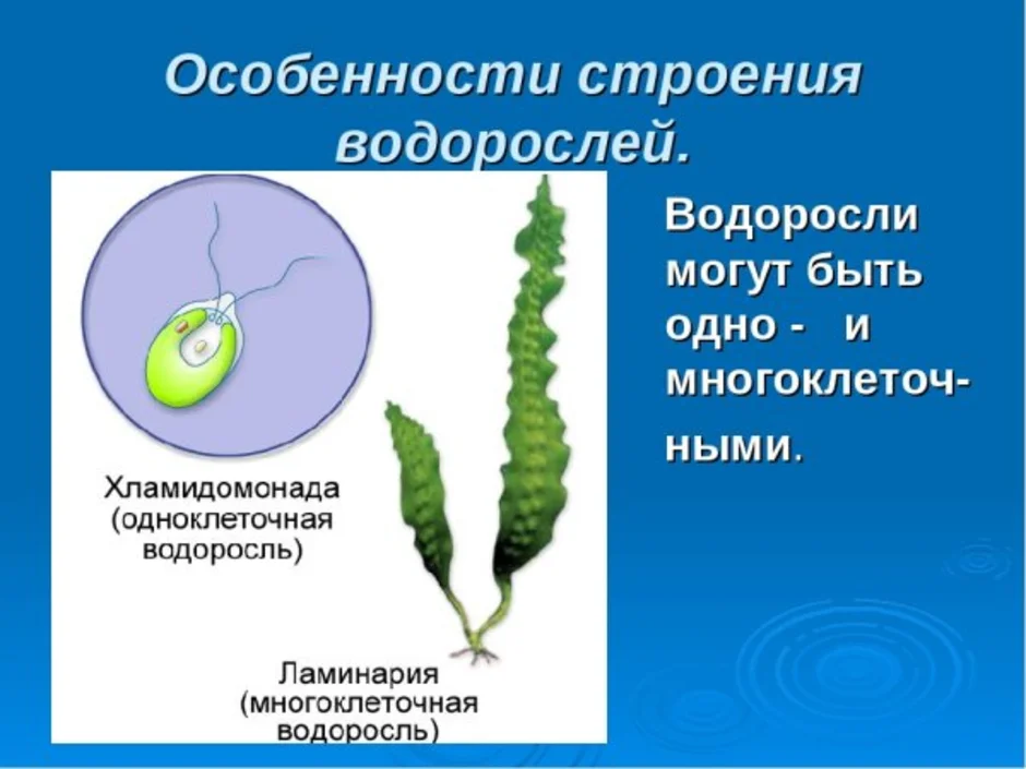 Водоросли рисунок биология