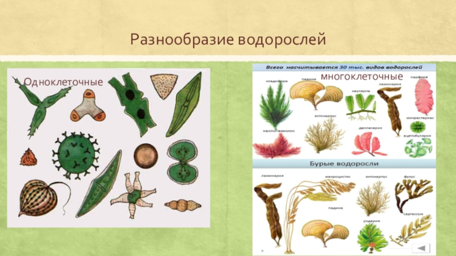 Презентация водоросли 5 класс биология пасечник