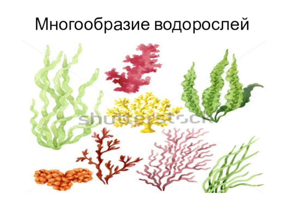 Разнообразие водорослей биология. Многообразие водорослей. Водоросли их разнообразие. Водоросли их многообразие в природе. Водоросли их строение и разнообразие.