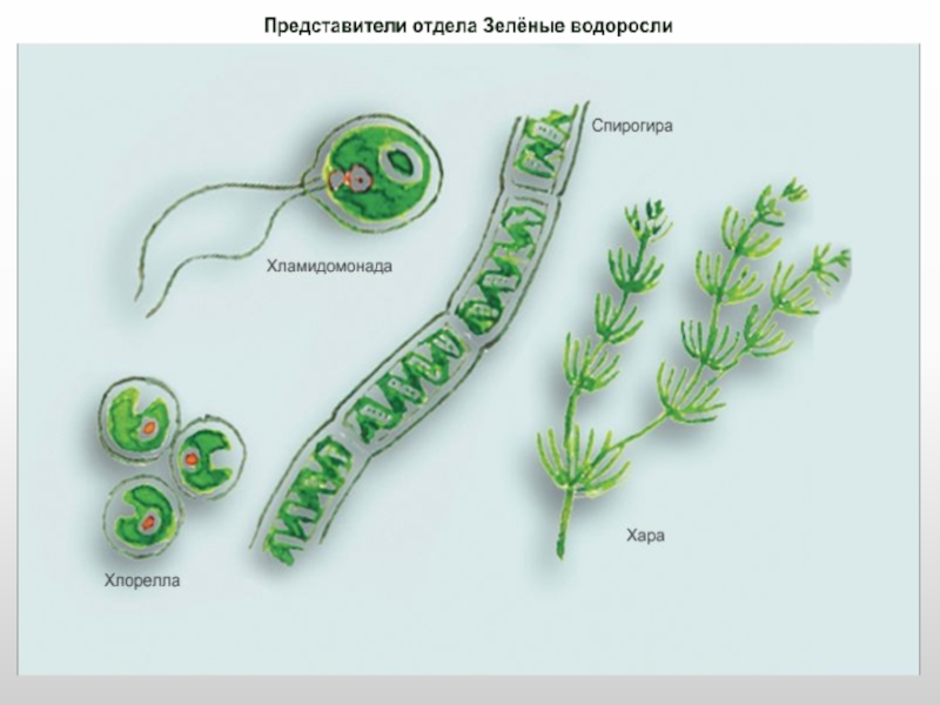 Водоросли биология. Зелёные водоросли рисунок биология. Класс зеленые водоросли представители. Представители зелёных водрослей. Представили зеленых водорослей.