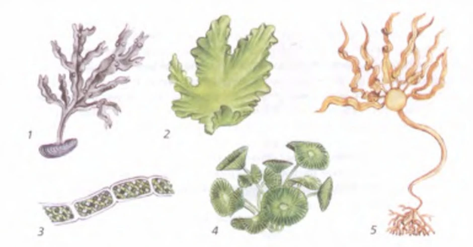 Тест водоросли 6 класс