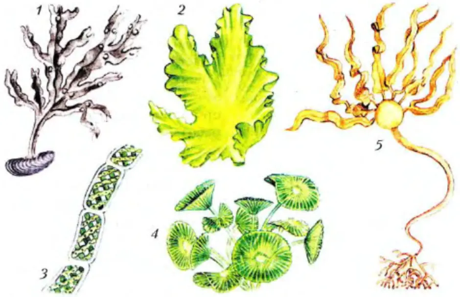 Картинки водоросли 3 класс
