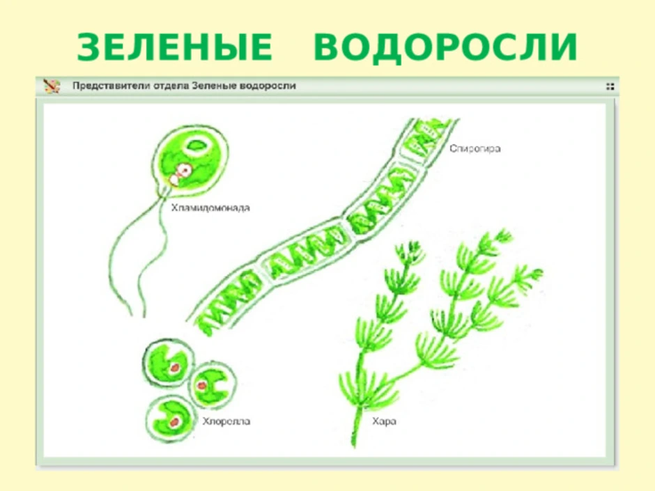 На каком рисунке изображена водоросль