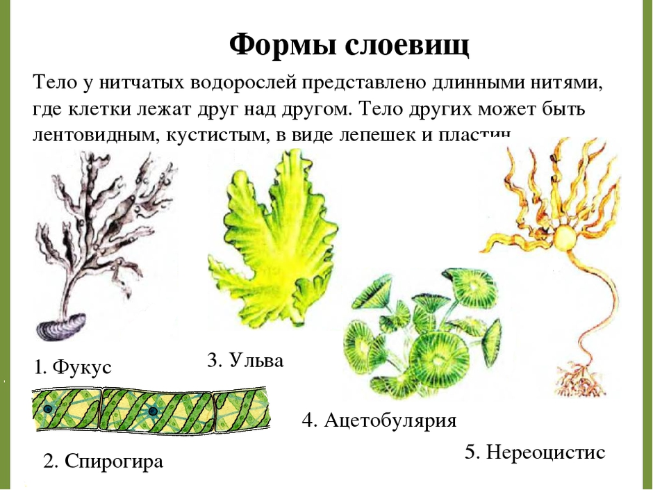 Проект по биологии водоросли 6 класс