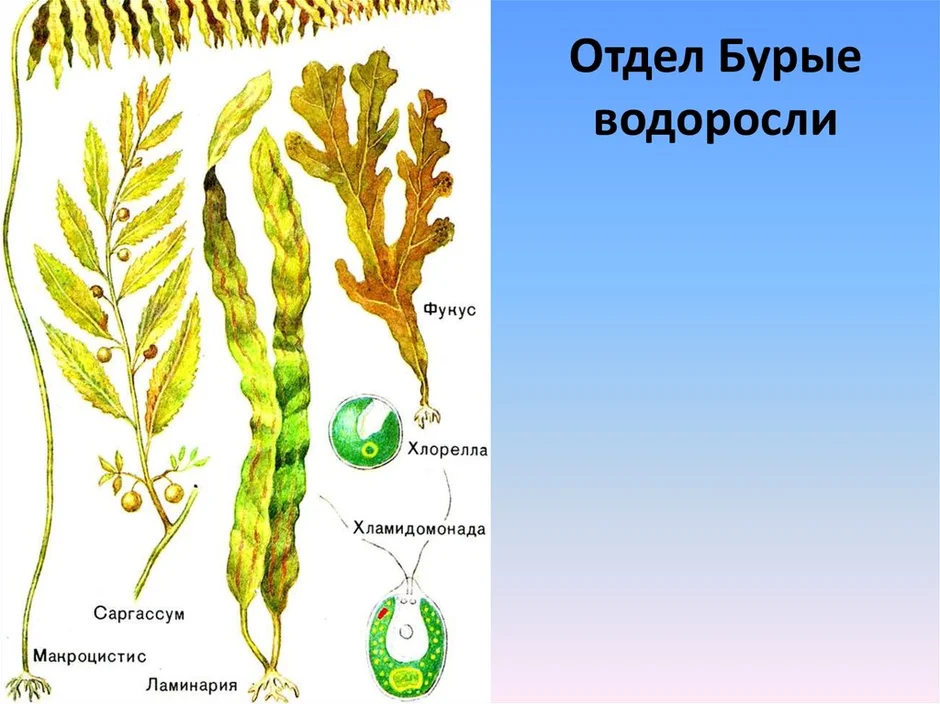 Рисунок водоросли по биологии 5 класс