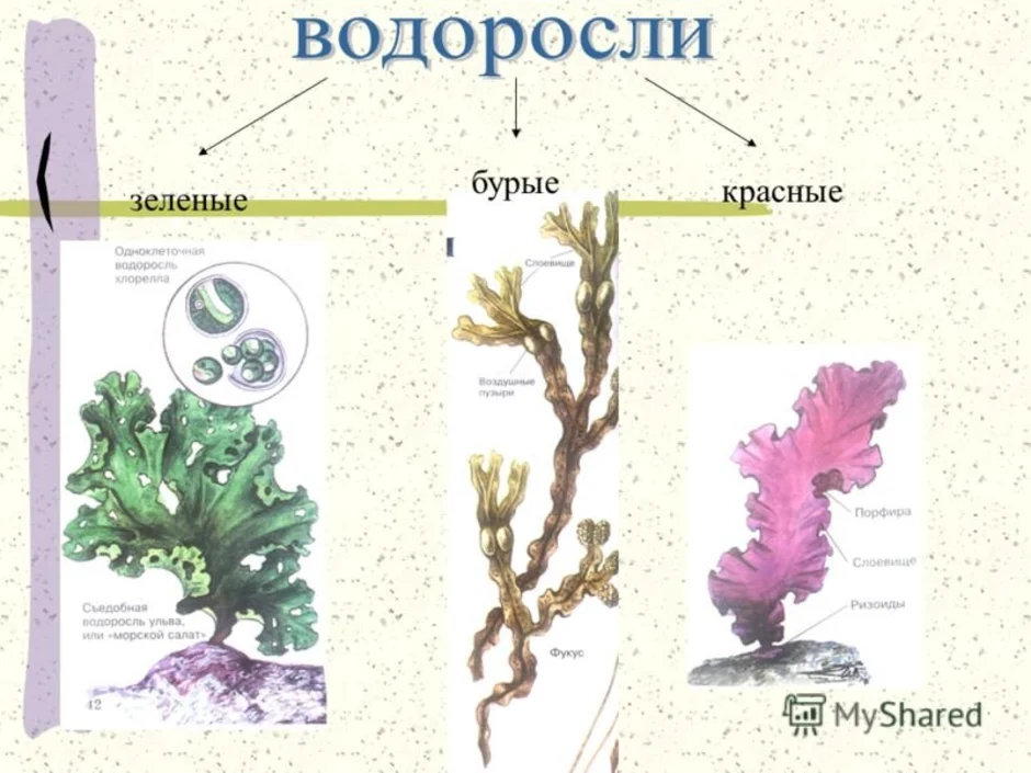 Картинки водоросли 3 класс