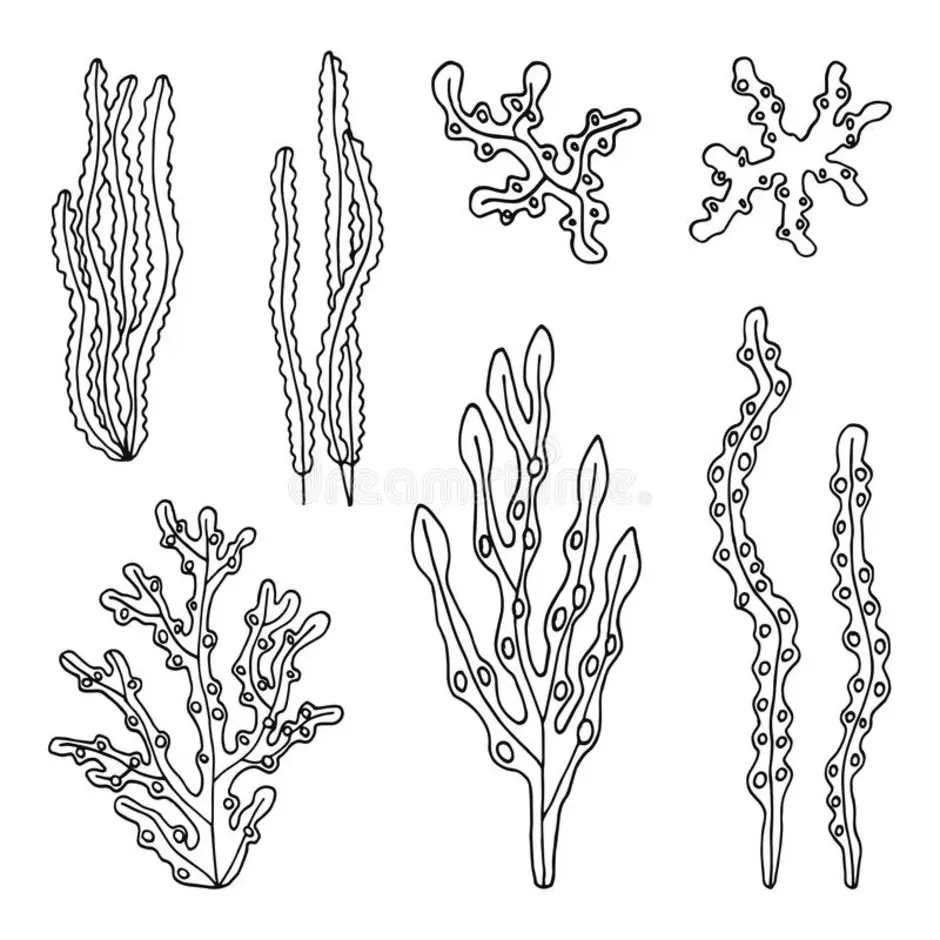 Рисунок водорослей морских карандашом