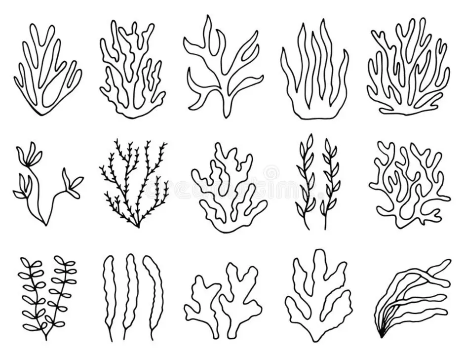 Водоросли рисунок карандашом для детей