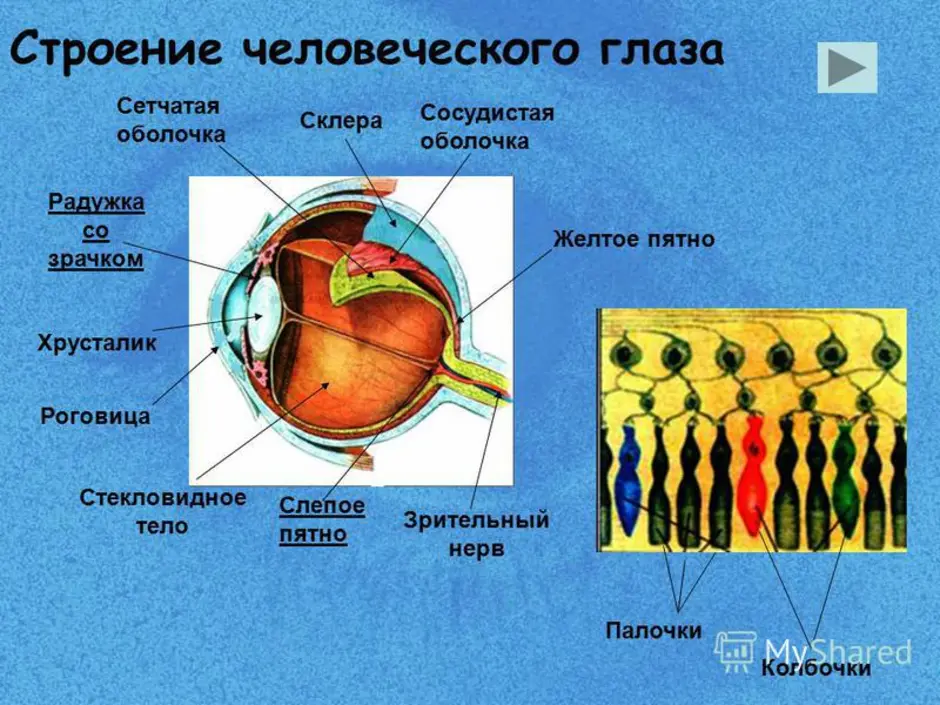 Сетчатка сосудистая оболочка склера. Строение глаза человека 8 класс биология. Структура глаза биология 8 класс. Строение человеческого глаза. Строение глаза биология.