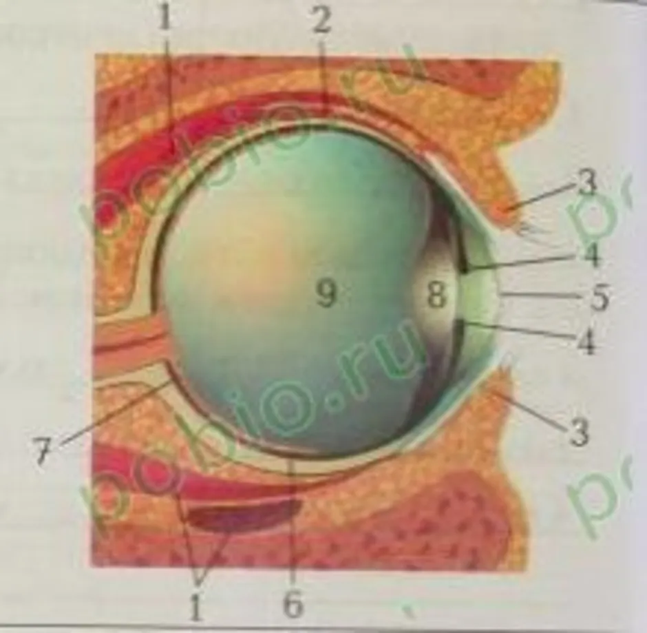Глаз человека биология 8 класс. Строение глаза биология 8 класс драгомилов. Структура глаза биология 8 класс. Строение глаза 8 класс биология учебник. Строение глаза из учебника 8 класса.