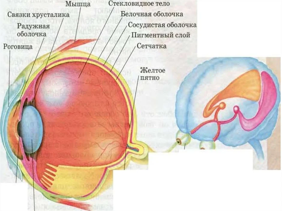 Сосудистая оболочка глаза. Сетчатка это в биологии. Глаз биология. 3 части сосудистой оболочки глаза