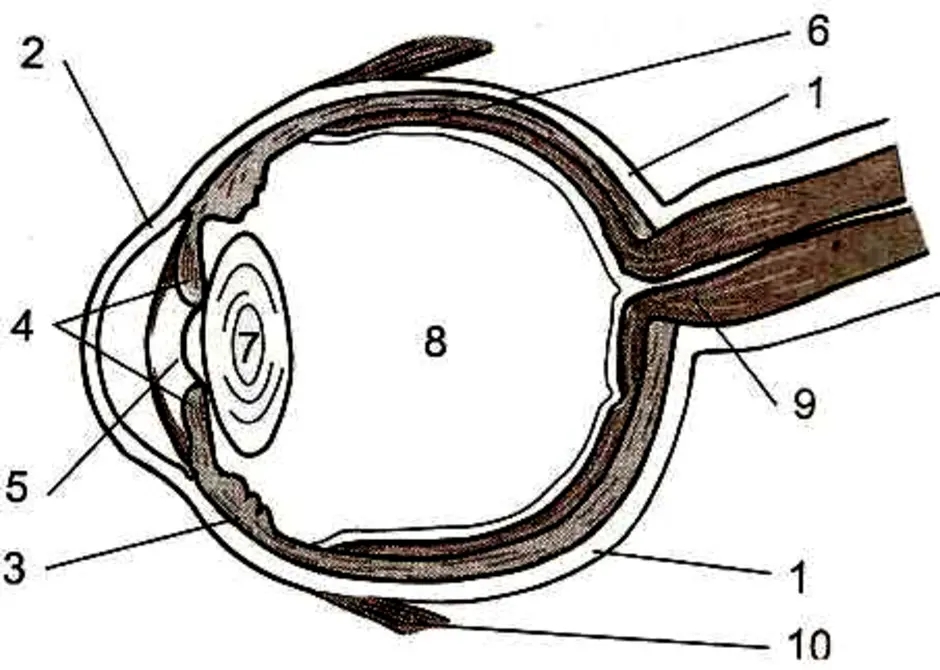 Глаз человека биология 8 класс. Строение зрительного анализатора глазное яблоко. Рассмотрите схематический рисунок строения глаза. Строение глаза человека без подписей. Изучить строение глаза.