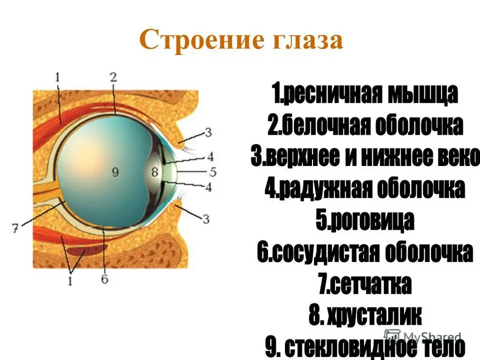Строение глаза человека 8 класс