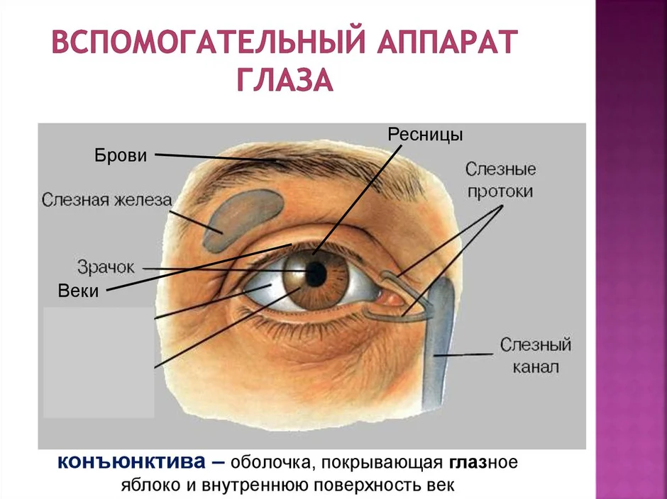 Тест по биологии зрение. Рисунок глаза биология 8 класс. Строение слезных протоков глаза.