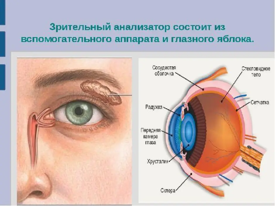 Глаза являются органом человека. Глазной анализатор строение биология 8 класс. Зрительный анализатор строение и функции анатомия. Анализаторы зрительный анализатор строение. Строение оптического анализатора.