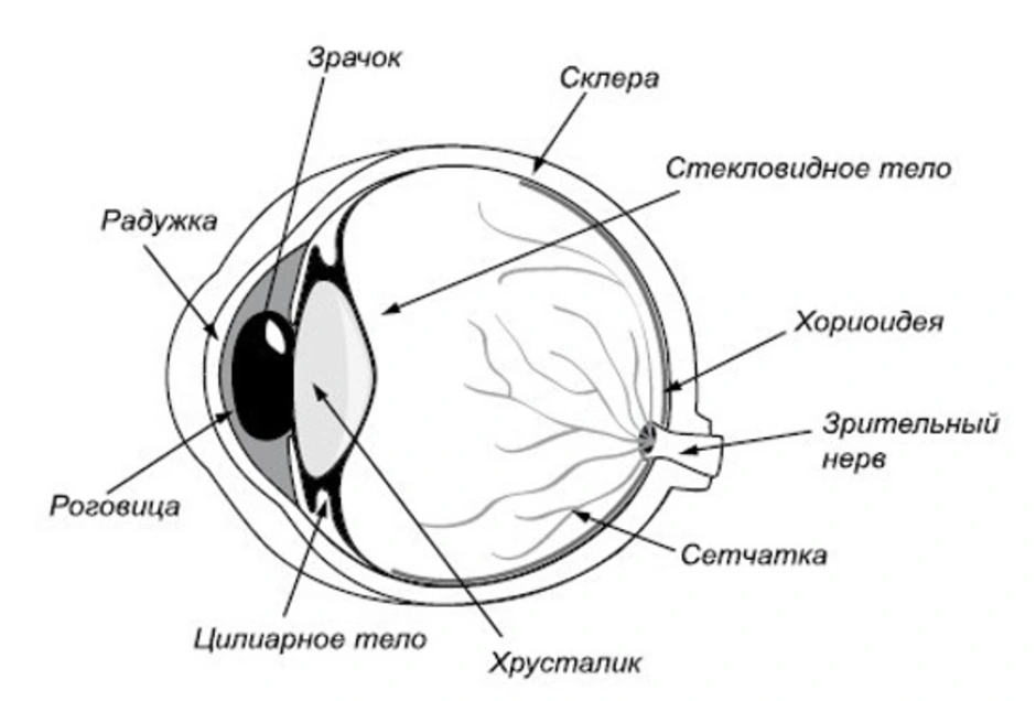 На какой части глазного яблока образуется изображение. Схема строения глазного яблока человека. Схема внутреннего строения глаза. Строение зрительного анализатора глазное яблоко. Схема глазного яблока глаза.