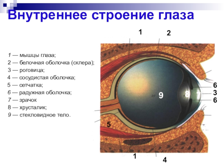 Глаз человека биология 8 класс