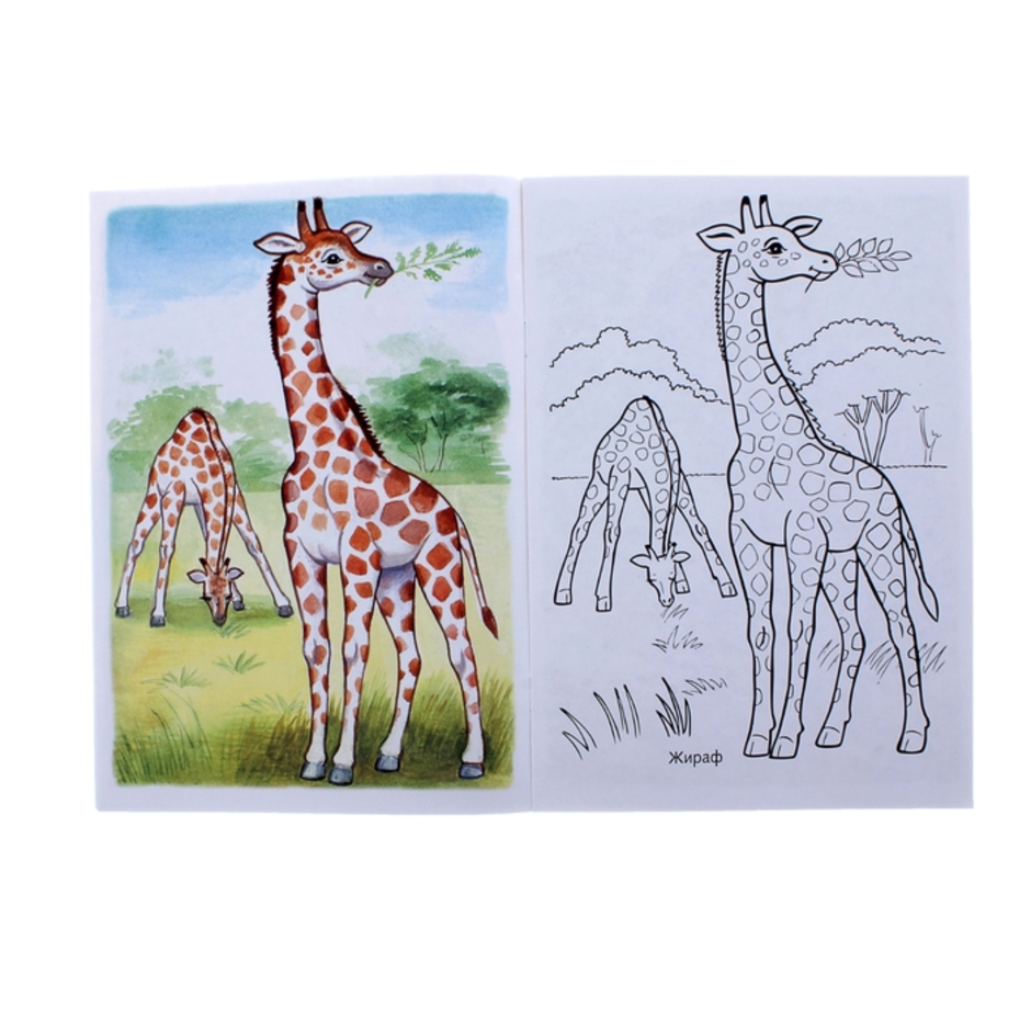 Жираф поэтапно для детей. Рисование Жираф. Уроки рисования для детей Жираф. Рисунок жирафа. Рисование жирафа в старшей группе.