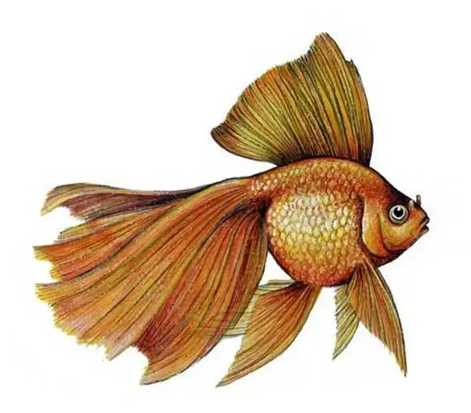 Рыба золотая картинка для детей