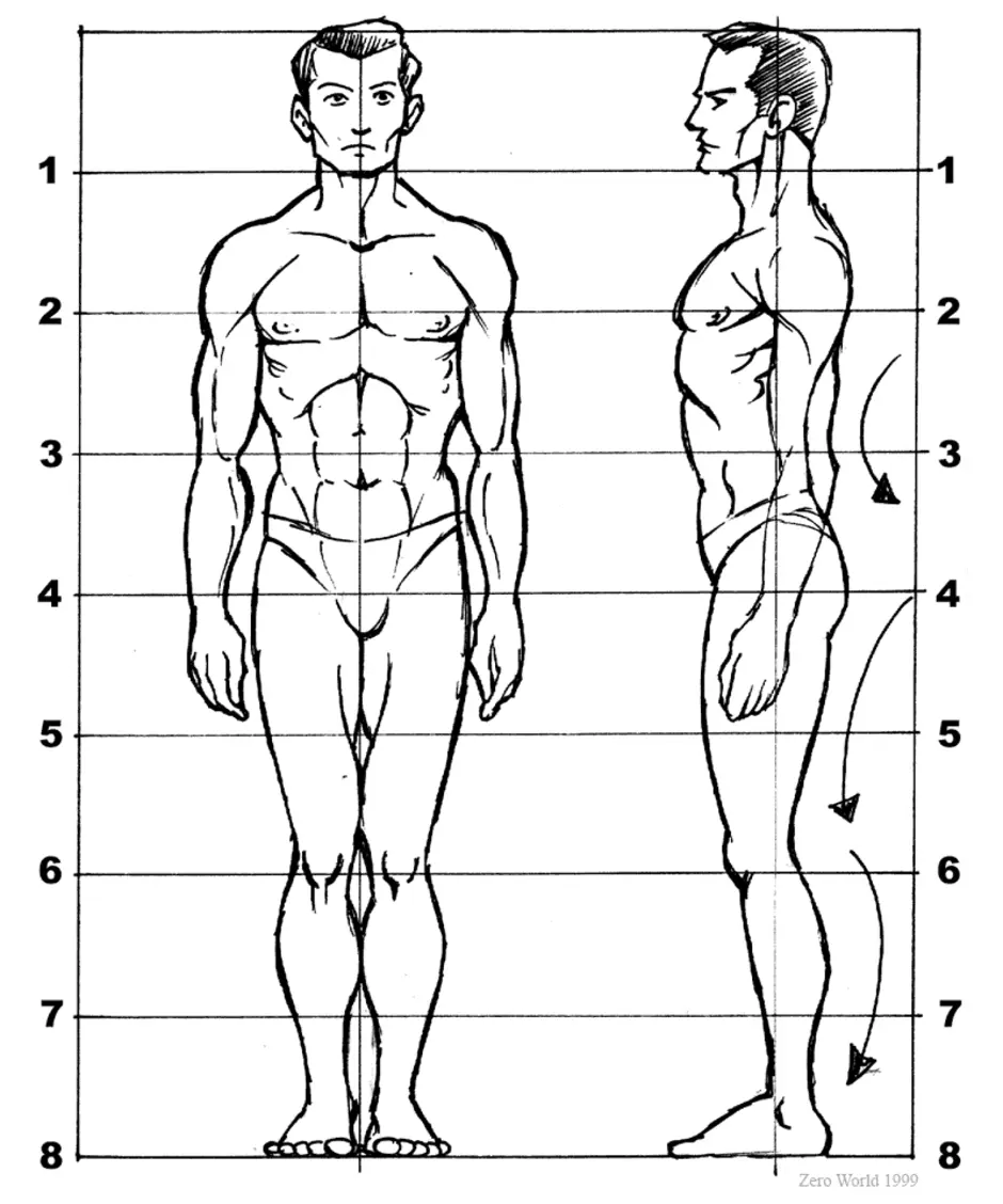Схема пропорций фигуры человека