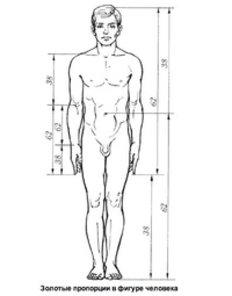 Пропорции чертежа. Пропорции тела человека золотое сечение. Пропорции человека в полный рост. Золотые пропорции в частях тела. Золотые пропорции тела человека.