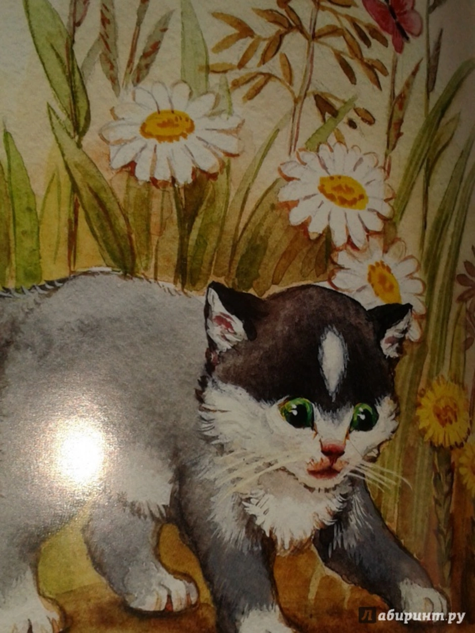 В каких произведениях герой котенок. Лев толстой котенок. Лев Николаевич толстой котенок. Лев Николаевич толстой котёнок толстой. Лев толстой котенок иллюстрации.