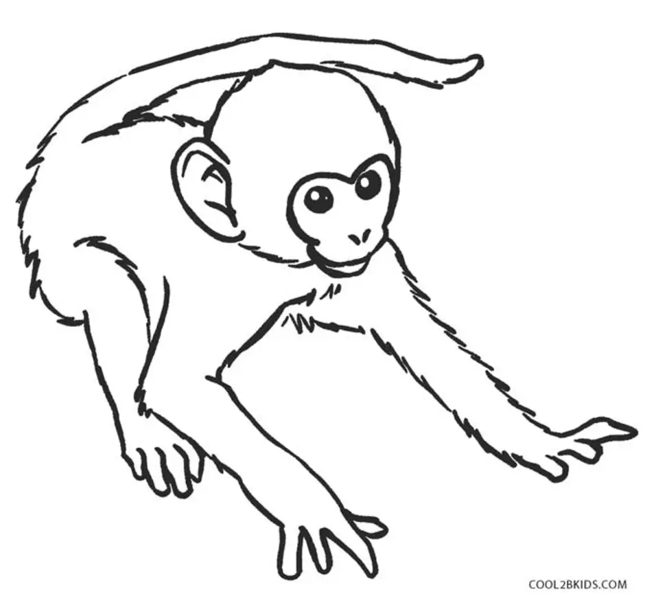 Жидков обезьян. Обезьянка рисунок. Обезьяна раскраска. Обезьяна карандашом. Рисунок обезьянки легкий.