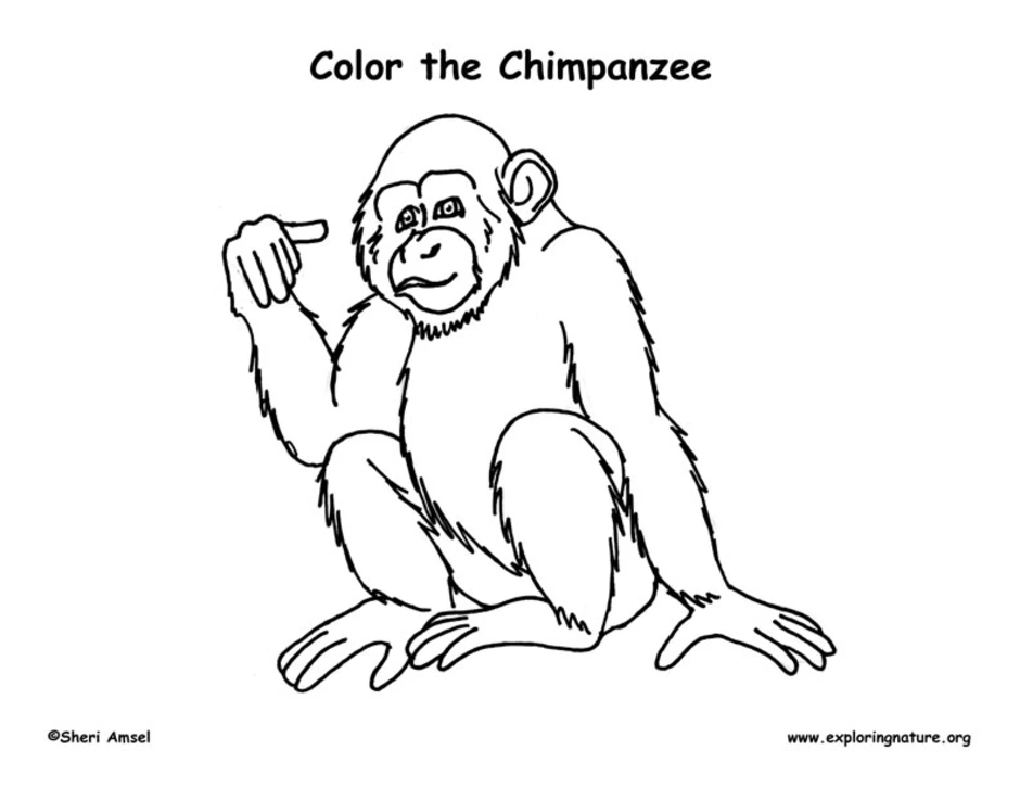 Рисунок про обезьянку 3 класс литературное чтение. Обезьяна рисунок карандашом. Иллюстрация к рассказу про обезьянку. Рисунок к рассказу про обезьянку. Раскраска к рассказу про обезьянку.