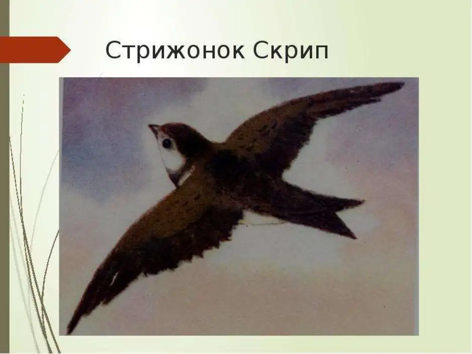 Тема скрипа. Астафьев Стриж скрип. Астафьев Стрижонок. Стрижонок скрип. Стрижонок скрип рисунок.