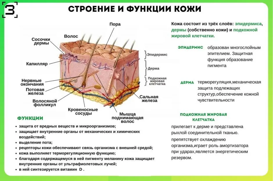 Соотнеси структуры и слои кожи с номерами под которыми они обозначены на рисунке