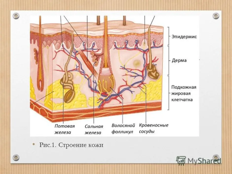 Рисунок по биологии строение кожи 8 класс