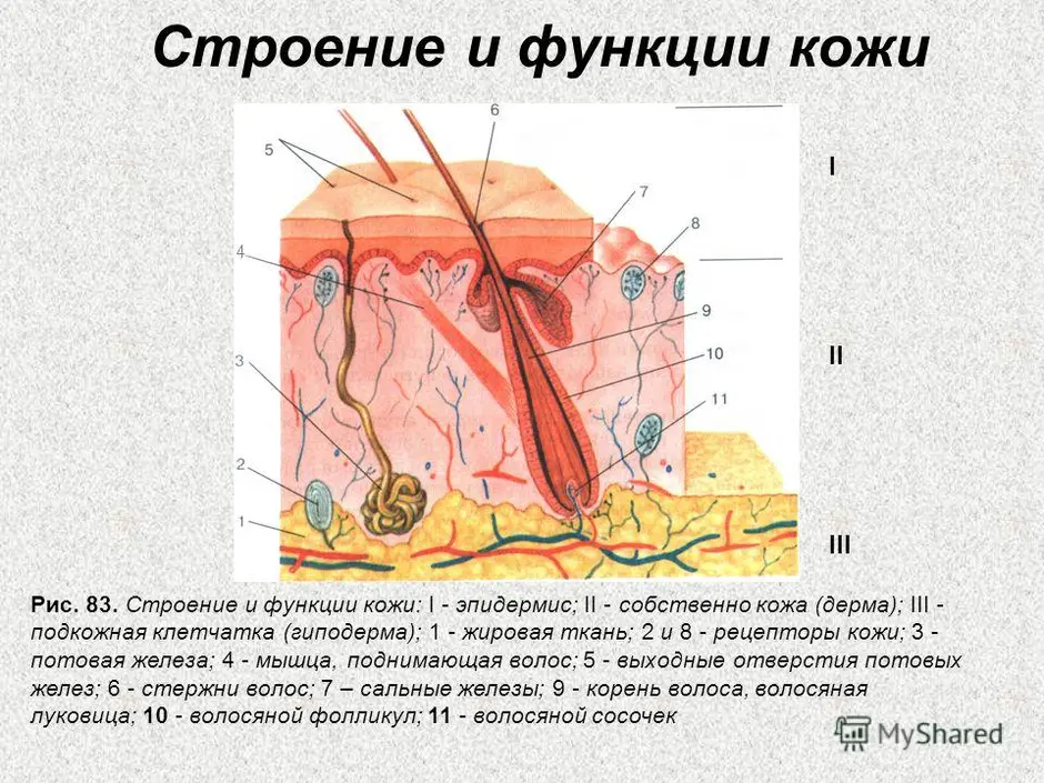 Какую функцию выполняет структура кожи обозначенная на рисунке под буквой а